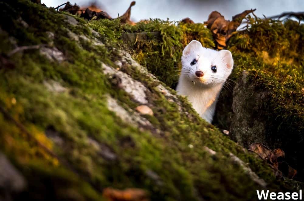 weasel in den 13022022