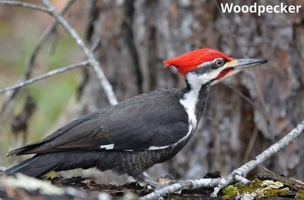 woodpecker 19022022