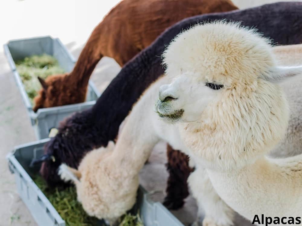 alpacas eating 12032022