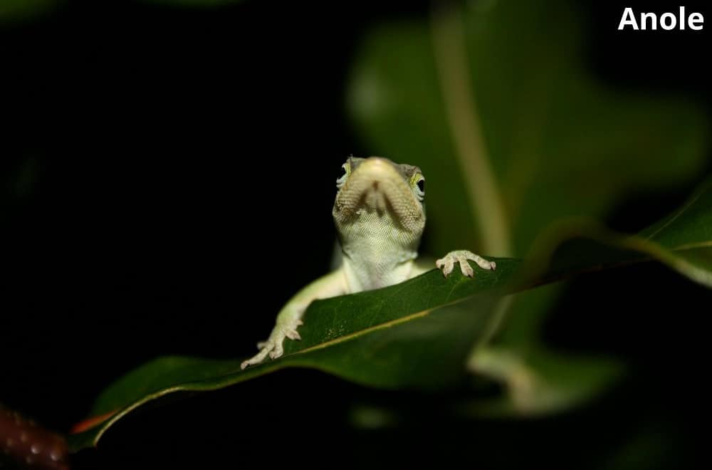 anole 27032022
