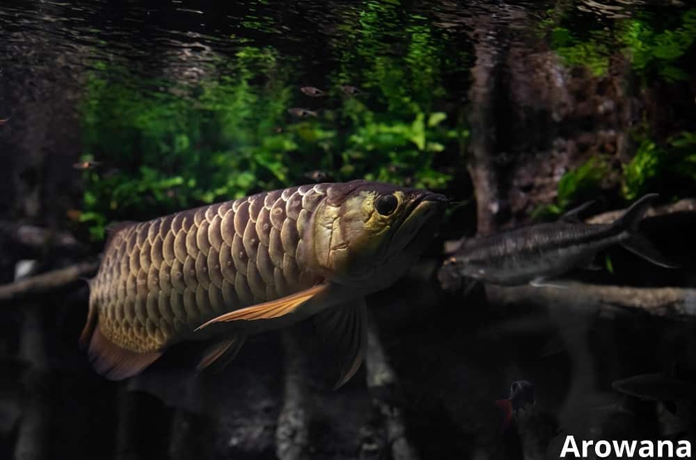 arowana 27032022