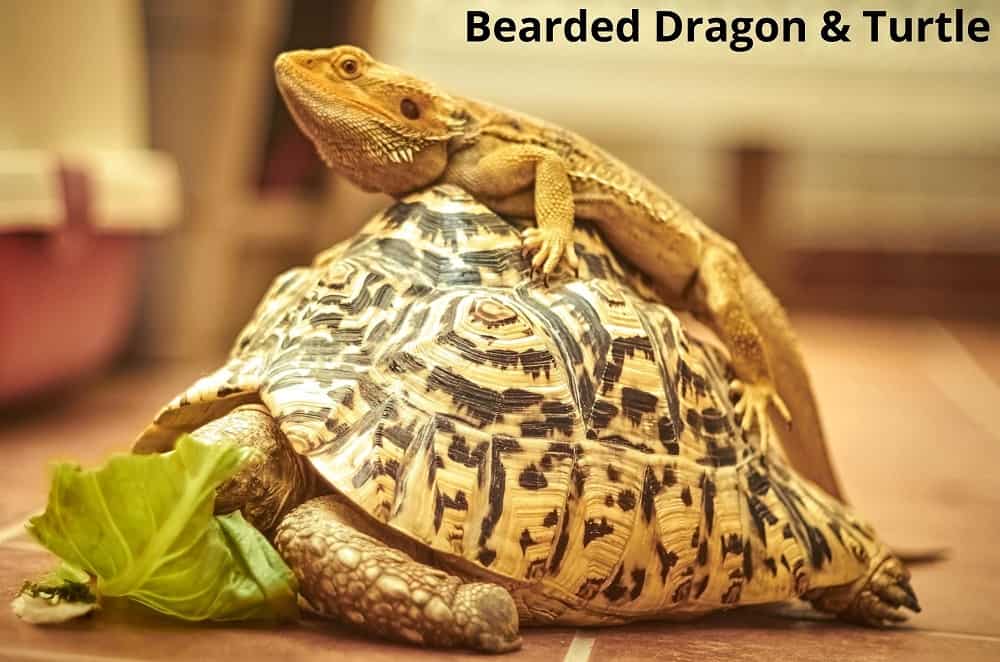 bearded dragon on turtle back 27032022