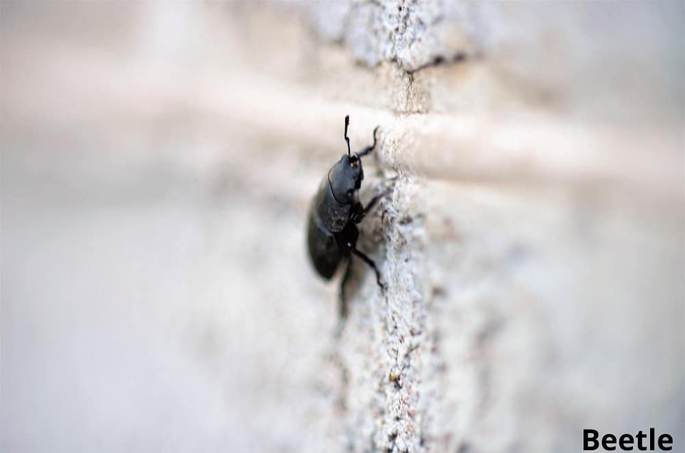 beetle crawling on wall 19032022
