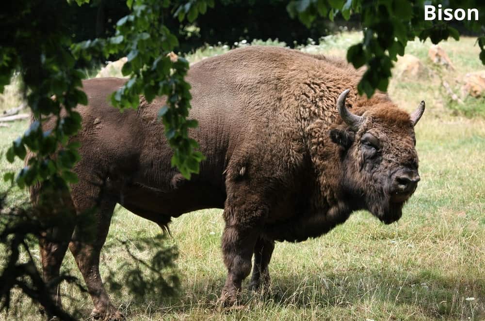 bison 12032022