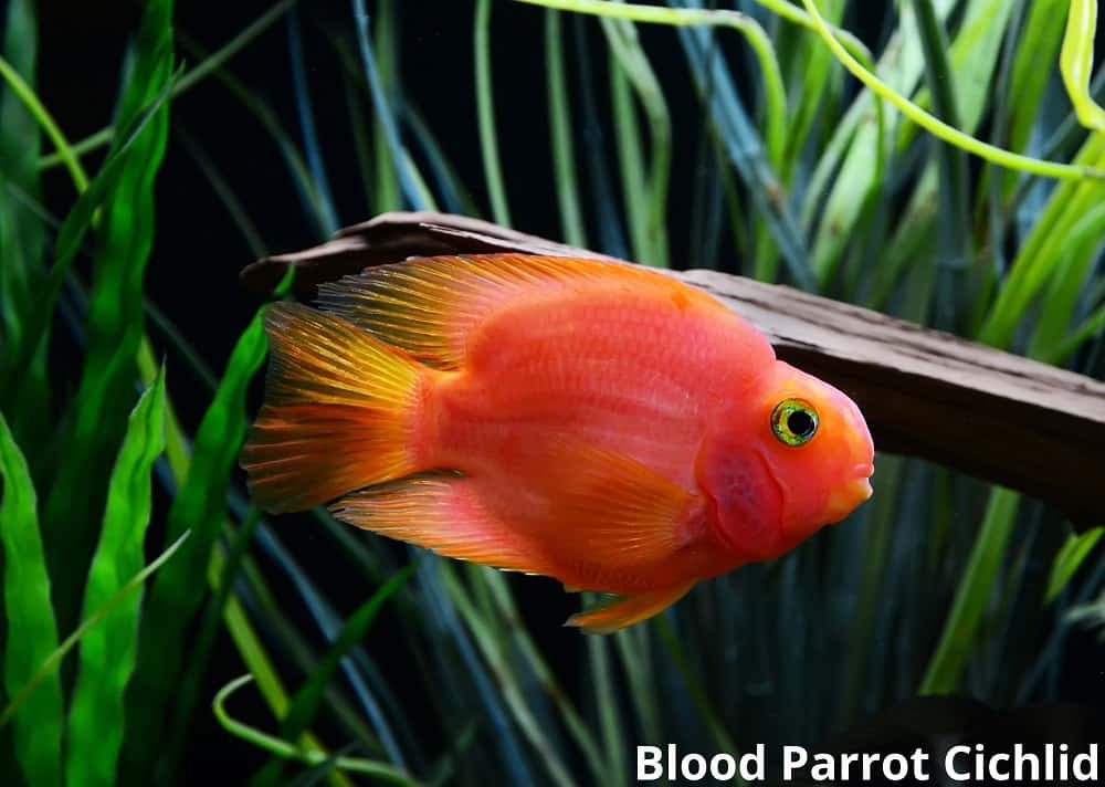 blood parrot cichlid 27032022