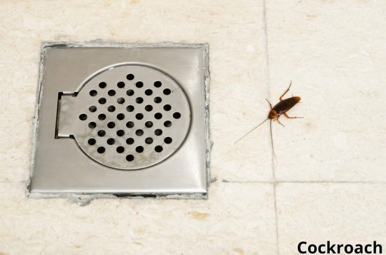 9 Examples of Animals That Live in Drains! Animal Quarters
