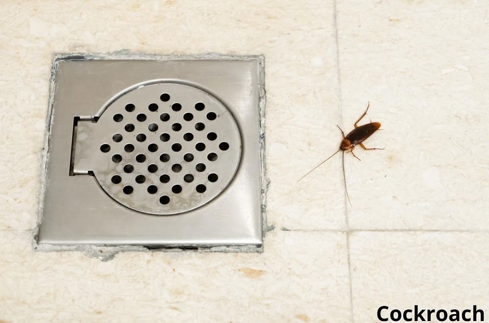 cockroach near bathroom drain 19032022