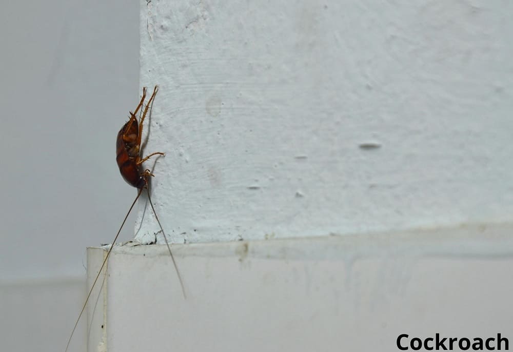 cockroach on white wall 19032022