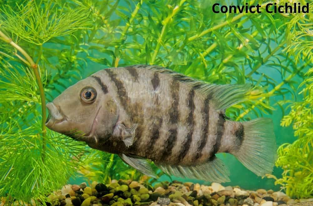 convict cichlid 27032022