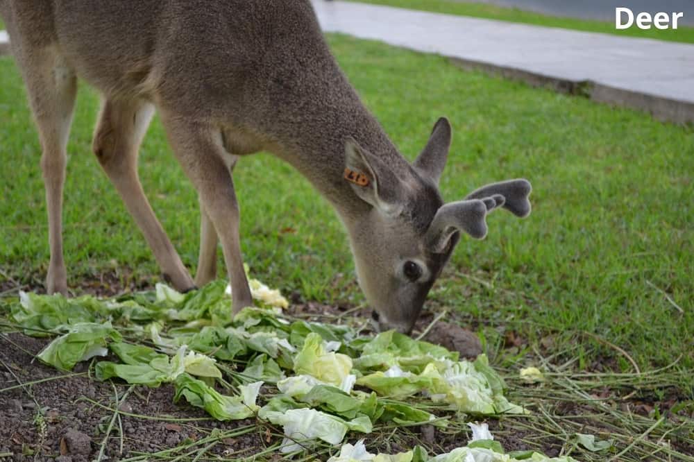 deer eating lettuce 12032022