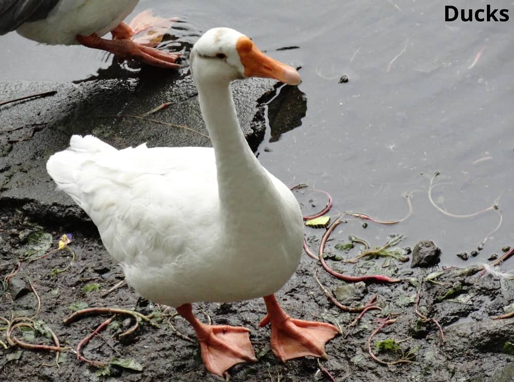 ducks and worms 20032022