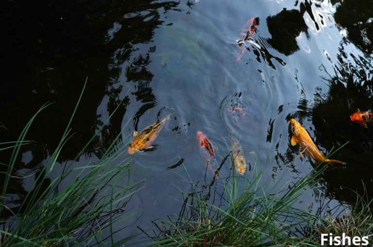 9 Examples of Animals That Live in Drains! Animal Quarters