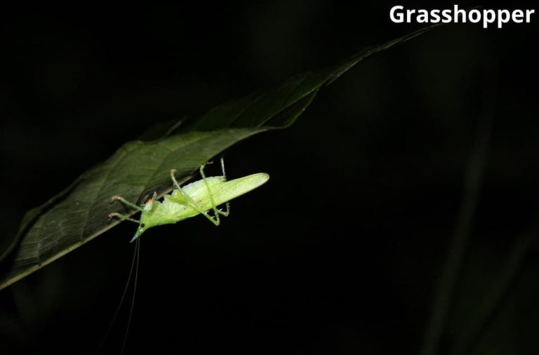 What Animals Chirp at Night? 7 Examples Animal Quarters