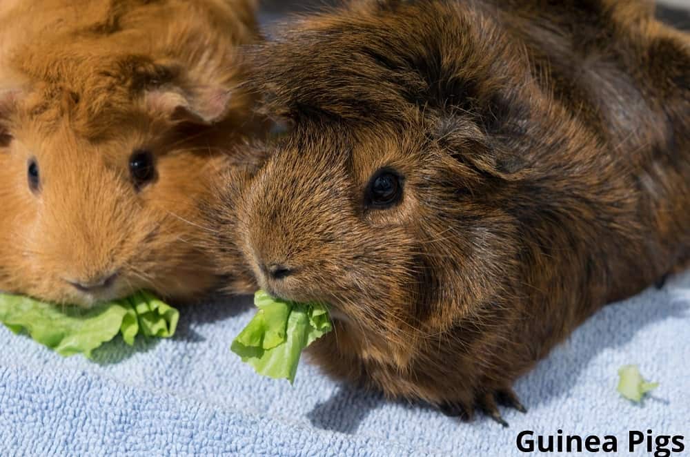guinea pigs eating lettuce 12032022