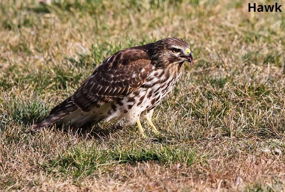 hawk eating worm 20032022