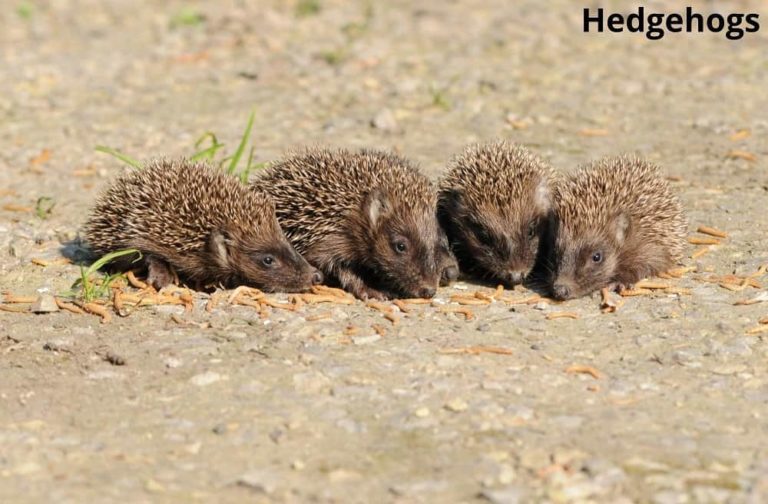 What Animals Eat Worms? 10 Examples with Pictures Animal Quarters