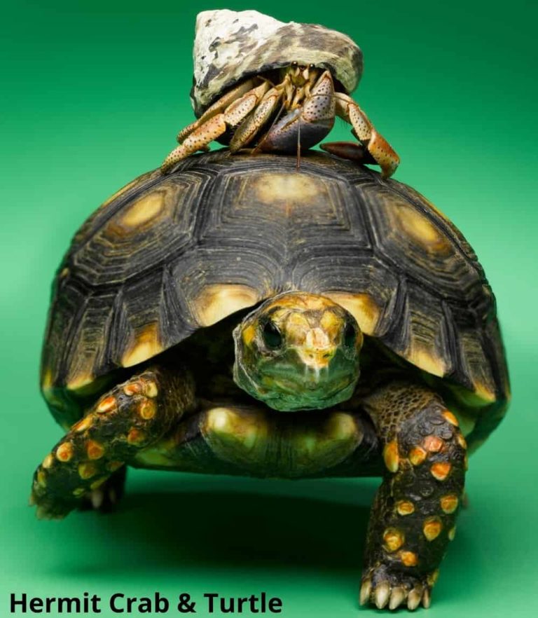 What Animals Can Live with Turtles? 10 Examples! Animal Quarters
