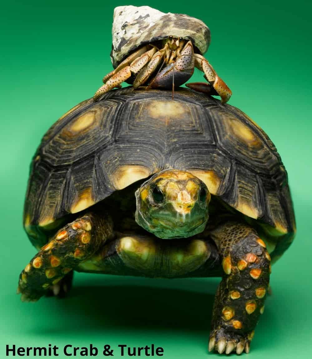 What Animals Can Live with Turtles? 10 Examples! Animal Quarters