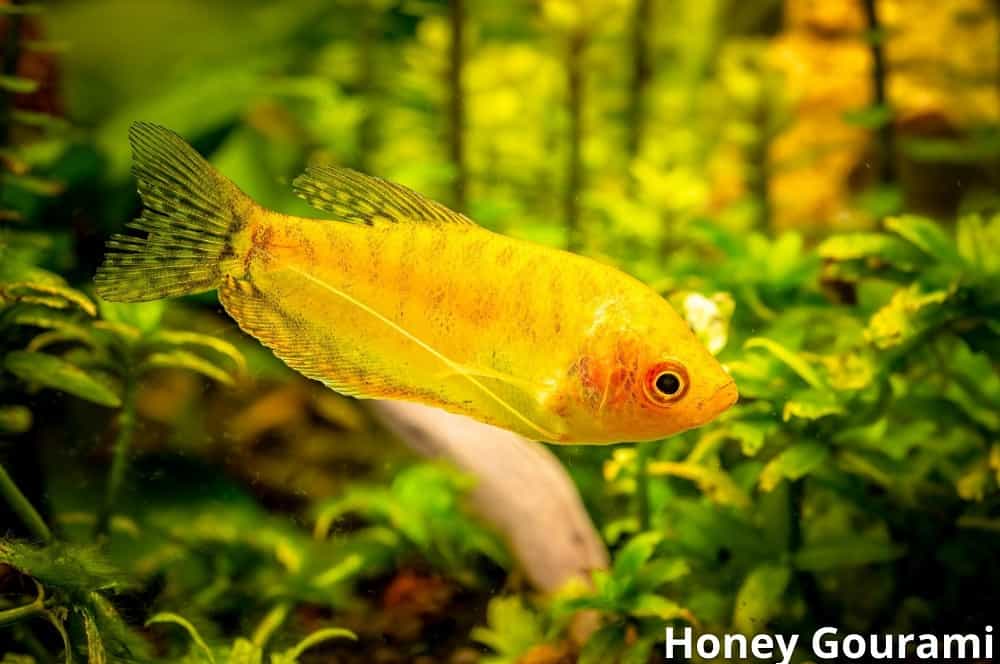 honey gourami 27032022