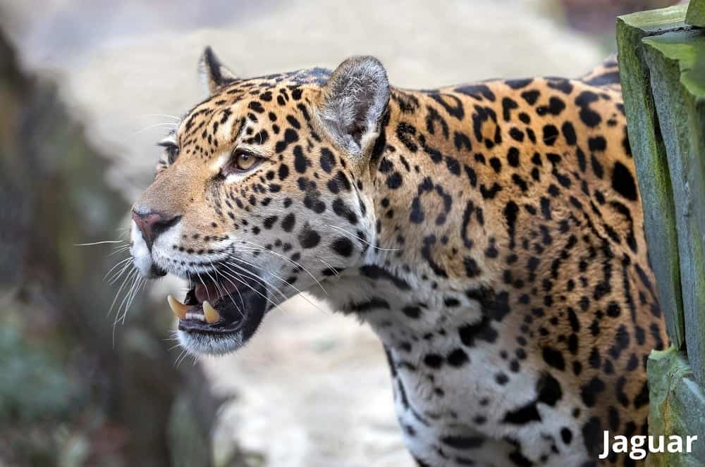jaguar showing teeth 13032022