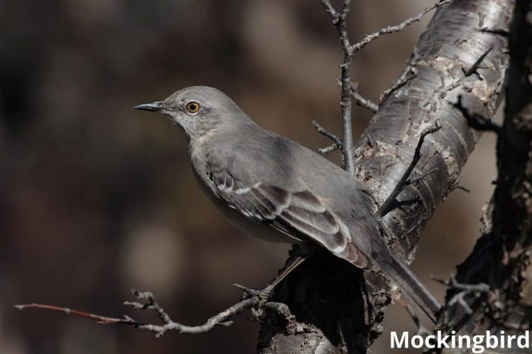 What Animals Chirp at Night? 7 Examples Animal Quarters