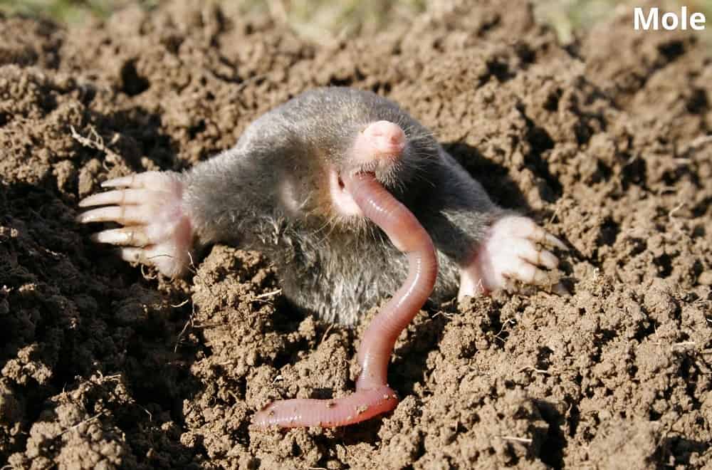 mole eating worm 20032022