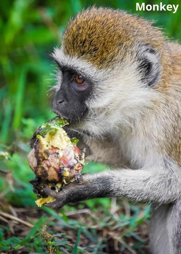 monkey eating avocado fruit 20032022