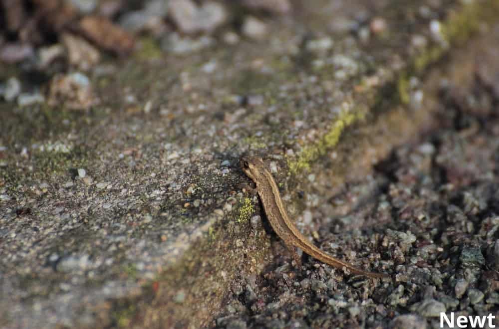 newt 19032022
