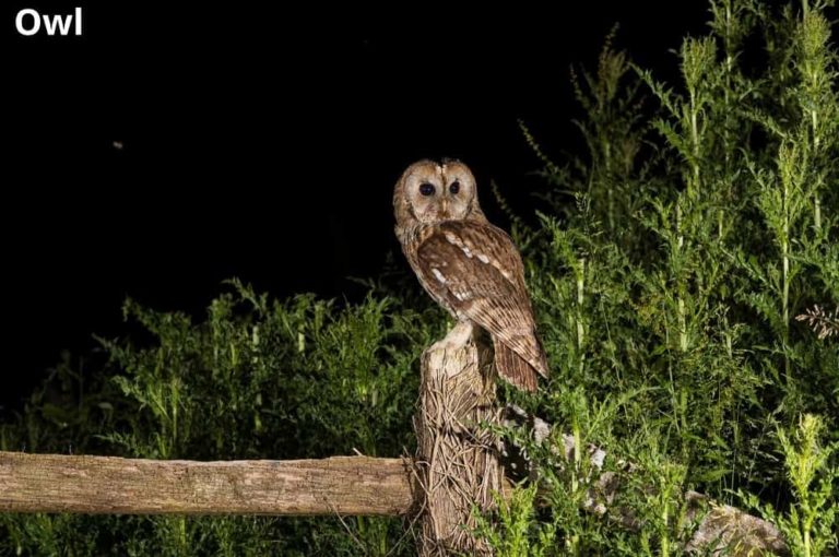 Do Owls Eat Lizards? (Answered) Animal Quarters