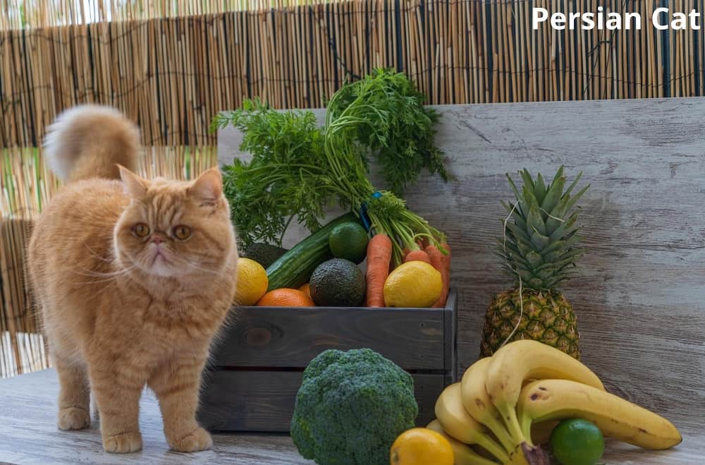 persian cat surrounded by fruits 20032022