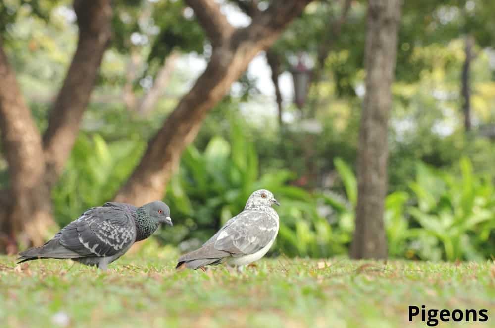 pigeons searching for worms 20032022