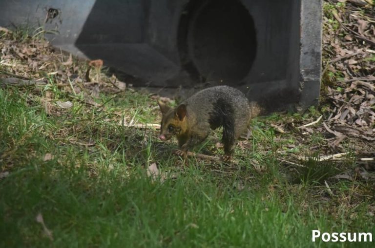 What Animals Eat Worms? 10 Examples with Pictures Animal Quarters