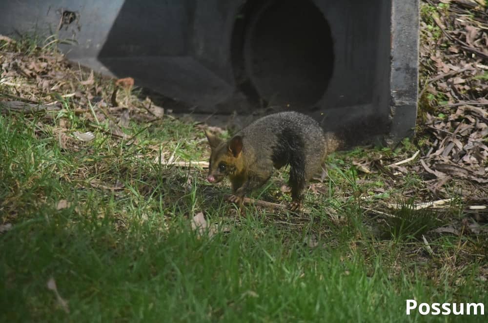possum 19032022