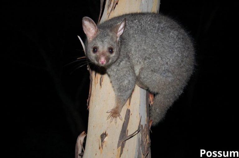 Animals That Can Climb Walls! (8 Examples with Pictures) Animal Quarters