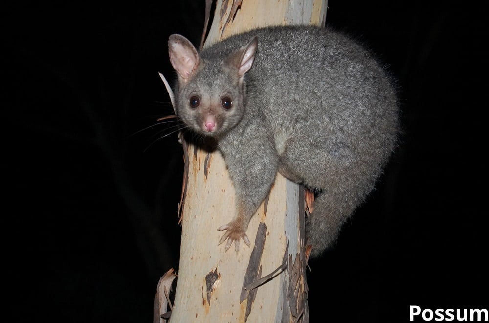 possum on tree 19032022