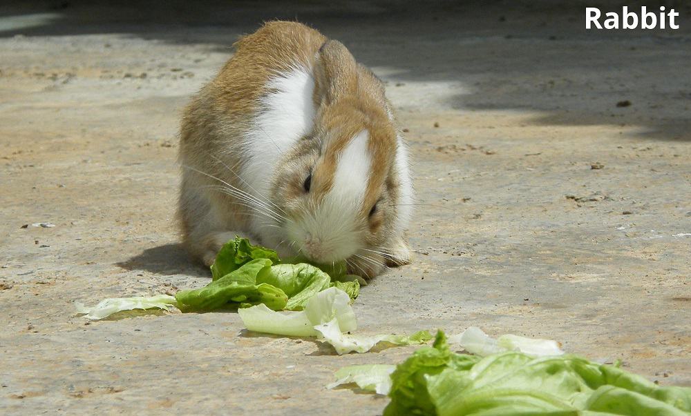 rabbit eating lettuce 12032022