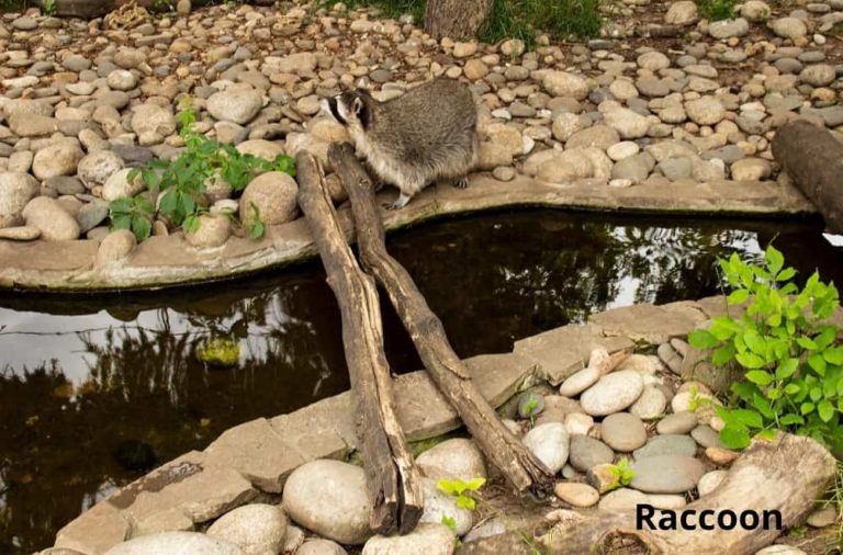 9 Examples of Animals That Live in Drains! Animal Quarters