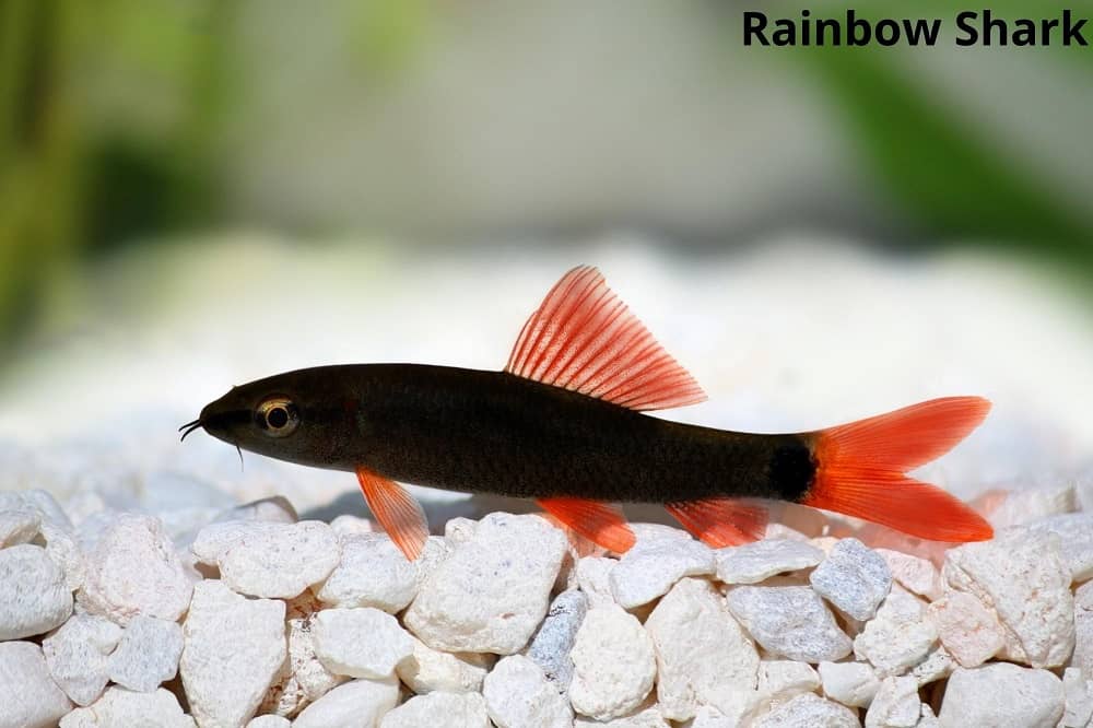 rainbow shark 27032022