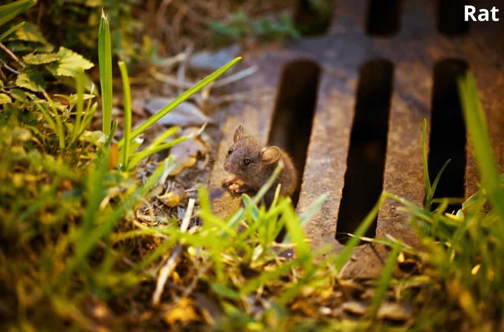 rat coming out of sewer 19032022