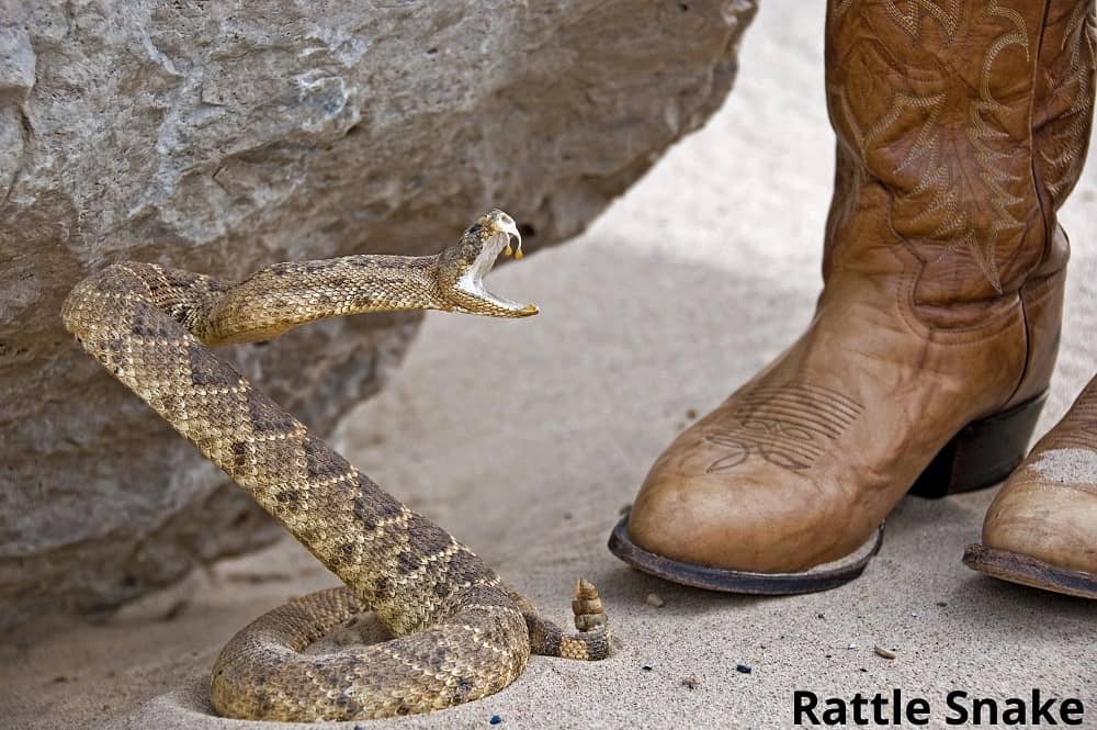 rattle snake 13032022