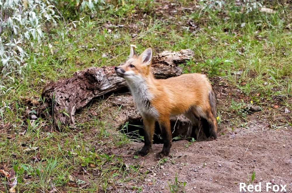 red fox 19032022