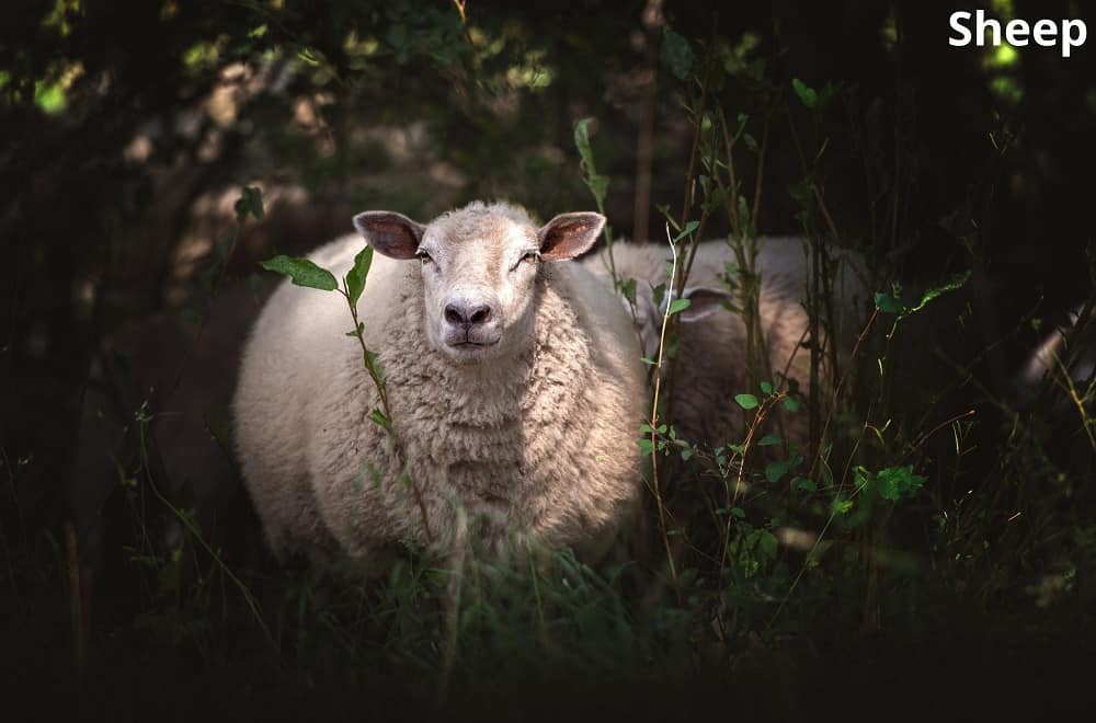 sheep 12032022