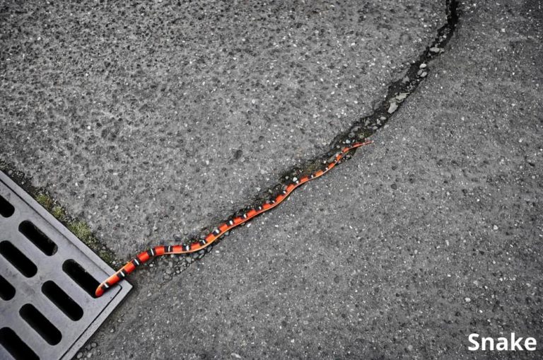 9 Examples of Animals That Live in Drains! Animal Quarters