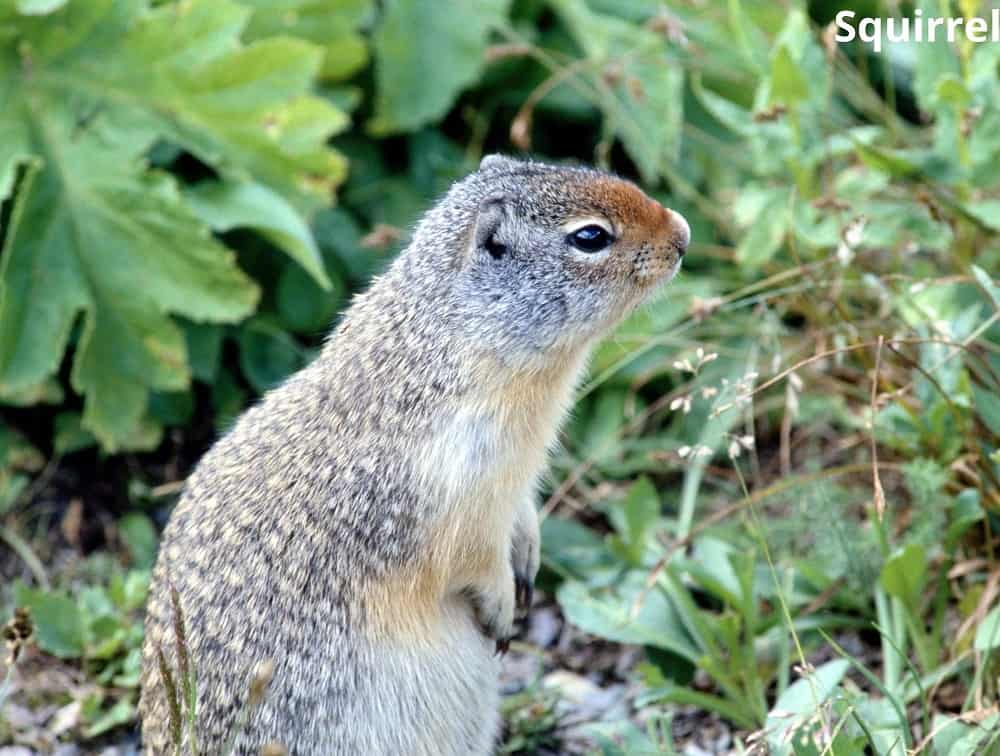 squirrel 12032022