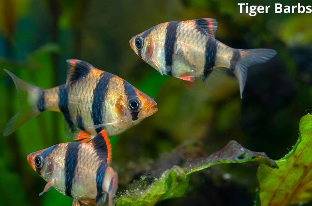 tiger barbs 27032022