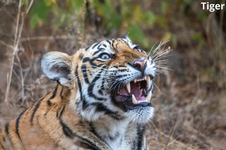 What Animals Have Fangs? 9 Examples with Pictures! Animal Quarters