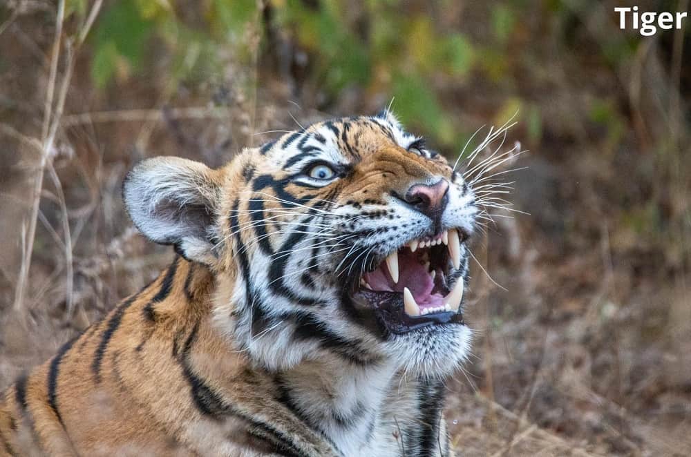 tiger showing teeth 13032022