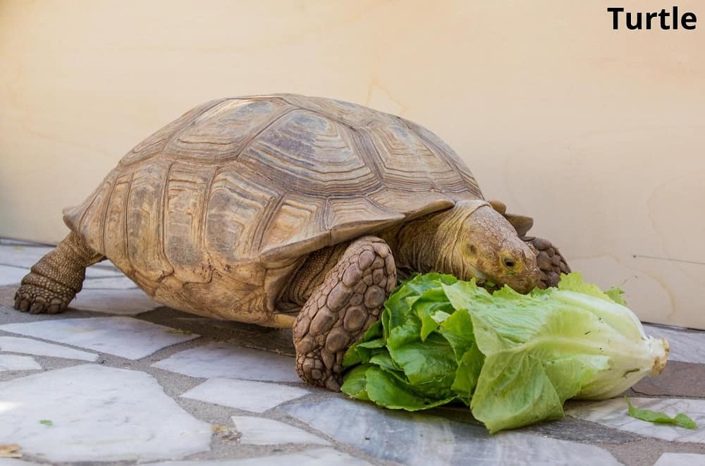 turtle eating lettuce 12032022