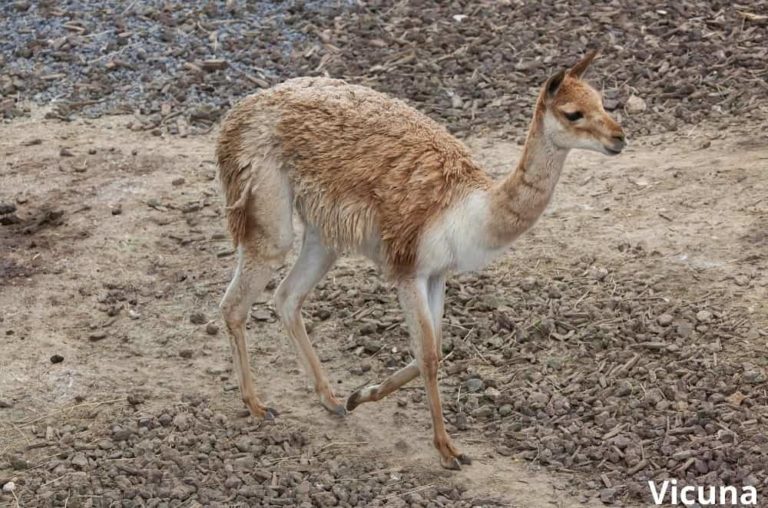 Animals That Give Wool! (9 Wool Producing Animals!) Animal Quarters