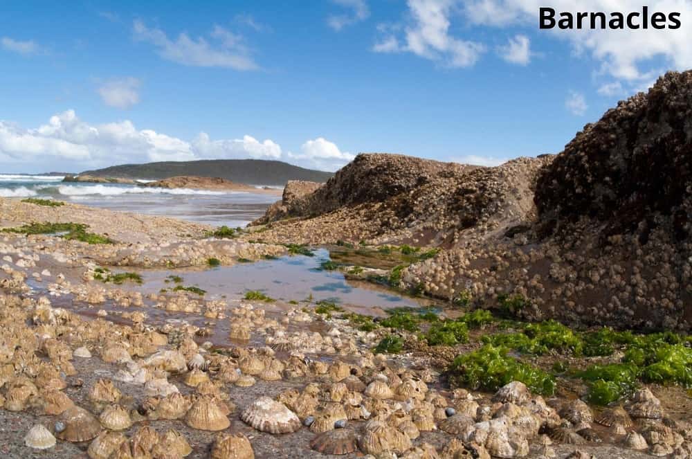 barnacles on the beach 16042022